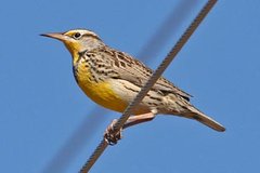 Western Meadowlark